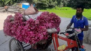 উজিরপুরের লাল শাপলা সৌন্দর্য বিলিয়ে এখন সবজি হিসেবে জনপ্রিয়
