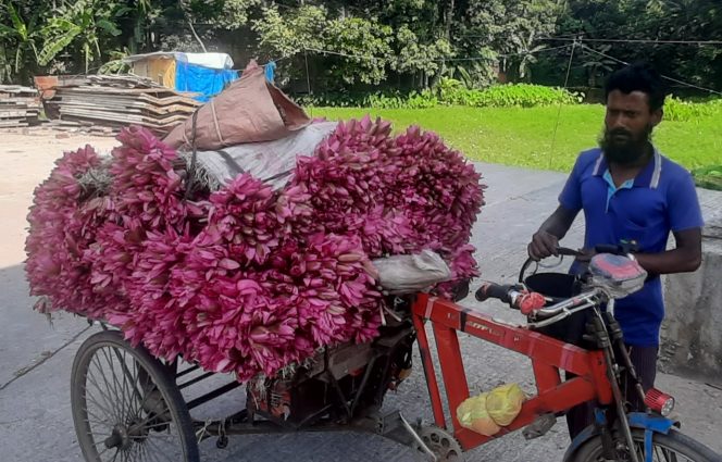 উজিরপুরের লাল শাপলা সৌন্দর্য বিলিয়ে এখন সবজি হিসেবে জনপ্রিয়