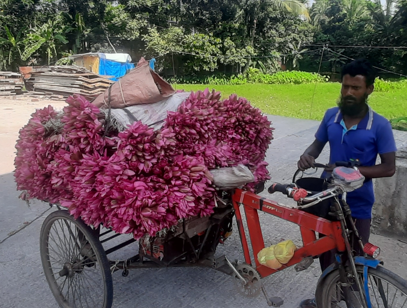 উজিরপুরের লাল শাপলা সৌন্দর্য বিলিয়ে এখন সবজি হিসেবে জনপ্রিয়